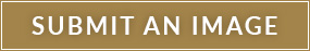 Submit an Image